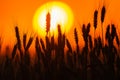 Bearded wheat silhouetted against sunset Royalty Free Stock Photo