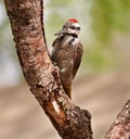 Bearded woodpecker sitting on a branch