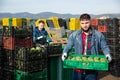 Bearded worker carrying crates with artichokes