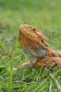 Bearded yellow dragon head at the grass field