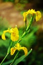 Bearded yellow iris Royalty Free Stock Photo