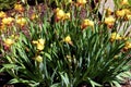 Bearded Yellow Iris 840483