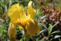 Bearded yellow iris flower close up