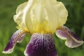 Bearded yellow iris with purple stripes in soft elegant lighting
