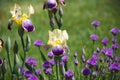 Bearded yellow and purple iris flower bed