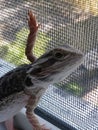 Beardie life Royalty Free Stock Photo