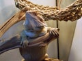 Beared Dragon Relaxing Royalty Free Stock Photo