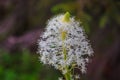 Beargrass along the Iceberg Lake Trail, Glacier National Park Royalty Free Stock Photo