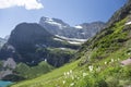 Beargrass - Grinnell Glacier Trail - Glacier National Park Royalty Free Stock Photo