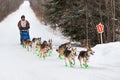 Beargrease 2015 Marathon Denis Tremblay on Trail Royalty Free Stock Photo