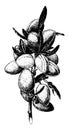 Bearing Habit of the Almond vintage illustration