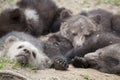 Bears all together sleeping on ground