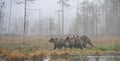 Bears in the autumn mist Royalty Free Stock Photo