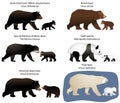 Bears and bear-cubs Royalty Free Stock Photo