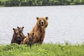 3 bears