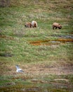 Bears and a Bird