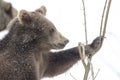 Bears in the Bohemian Forest, Germany.