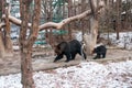 Bears of Everland