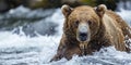 Bears face close-up as it catches salmon in a rushing river , concept of Predator-prey interaction Royalty Free Stock Photo