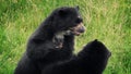Bears Fighting In Wild Grassland