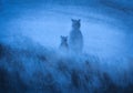 Bears in the fog Royalty Free Stock Photo