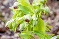 Bears foot,Helleborus foetidus