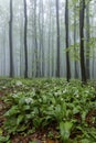 bears garlic, spring beech forest in White Carpathians, Southern Moravia, Czech Republic