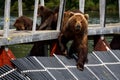 Bears. Kamchatka.