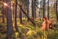 Bears and little bear cubs are walking in the forest Royalty Free Stock Photo