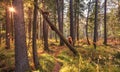 Bears and little bear cubs are walking in the forest Royalty Free Stock Photo