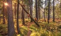 Bears and little bear cubs are walking in the forest Royalty Free Stock Photo