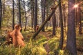 Bears and little bear cubs are walking in the forest Royalty Free Stock Photo