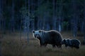 Bears, night in taiga. Brown bear with little cub. Family in dark forest. Pup with mother. Beautiful animals hidden in the forest Royalty Free Stock Photo