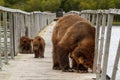 Bears playing Royalty Free Stock Photo