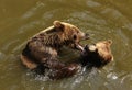 Bears playing in water Royalty Free Stock Photo