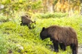 Momma And Baby Bears Repeating Royalty Free Stock Photo