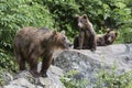 Bears On Rocks