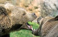 Bears struggle with mighty bites and blows the mouth open and th