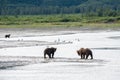 Alaskan coastal brown bears grizzly walk along the beach at Katmai National Park