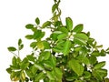 Bearss lime plant. Citrus latifolia Royalty Free Stock Photo