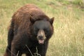 Beary Happy to see You! 2 Royalty Free Stock Photo