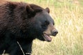 Beary Happy to see You! 4 Royalty Free Stock Photo