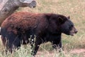 Beary Happy to see You!