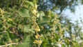 beary plants leaves and flowers