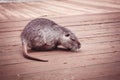 Beast animal farm rodent home Royalty Free Stock Photo