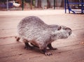 Beast animal farm rodent home Royalty Free Stock Photo