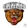 Beast bear face from the front view with bared teeth. Logo for any sport team grizzlie isolated on white Royalty Free Stock Photo