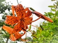 Flower beast-orange Royalty Free Stock Photo
