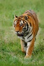 Beast of prey Amur or Siberian Tiger, Panthera tigris altaica, walking in the grass Royalty Free Stock Photo