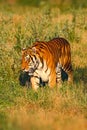 Beast of prey Amur or Siberian Tiger, Panthera tigris altaica, walking in the grass. Tiger in the nature Habitat. Big dangerous an Royalty Free Stock Photo